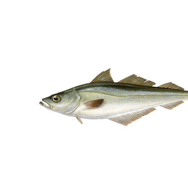 Lyssej