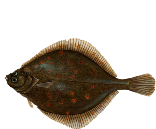 Rødspætte